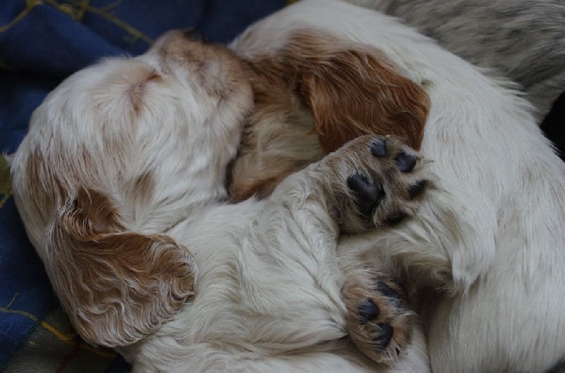 de la Noiseraie Pourpre - Cocker Spaniel Anglais - Portée née le 04/10/2015