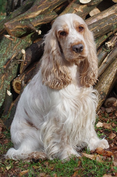 Hulotte Du domaine des clayeux