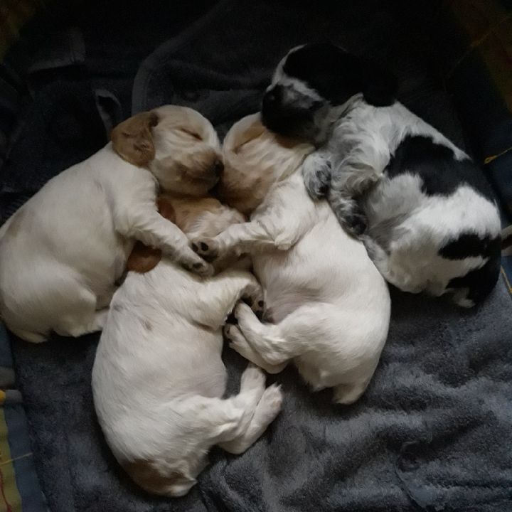 de la Noiseraie Pourpre - Cocker Spaniel Anglais - Portée née le 28/09/2018